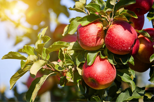 Apples and Organic Fertilizers: The Ultimate Guide to Growing Vibrant and Healthy Apples