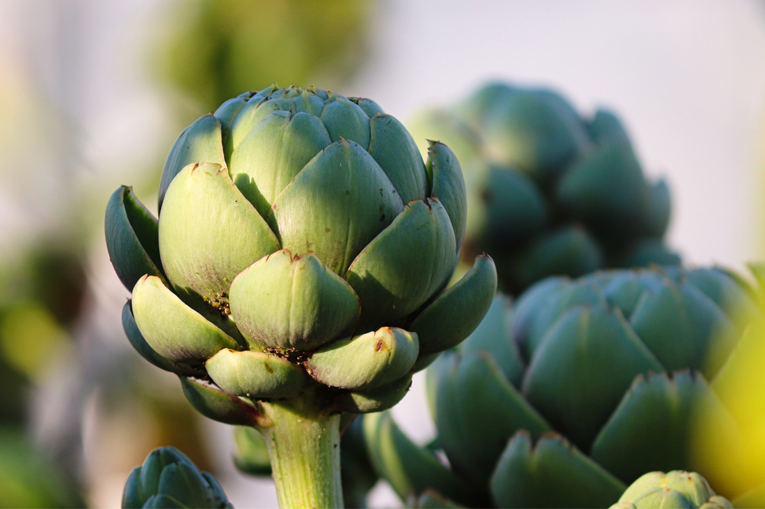 Growing Artichokes Organically: A Fun and Healthy Garden Adventure