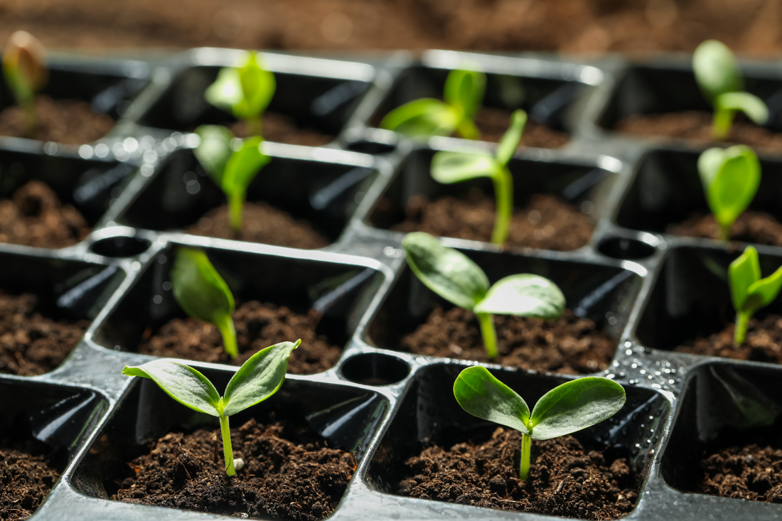 How to Grow Seeds : Indoors or Outdoors with Organic Fertilizer