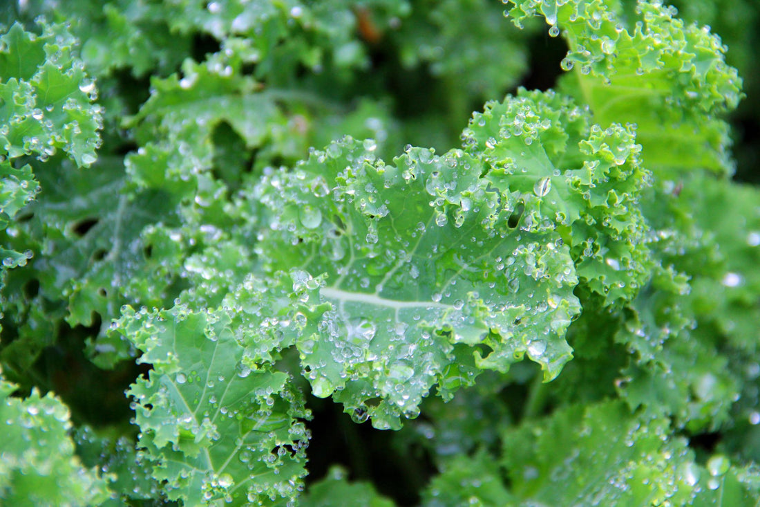 Your Ultimate Guide to Growing Kale with Organic Fertilizer