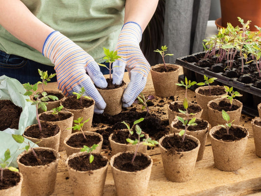 Cultivating Healthy Foods: The Super Organic Fertilizer Revolution in Organic Gardening