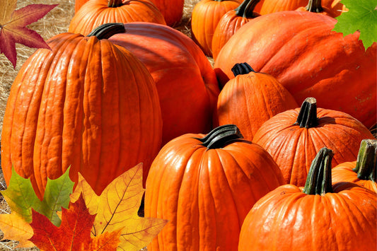 Pumpkins and Organic Fertilizers: The Ultimate Guide to Growing Vibrant and Healthy Pumpkins