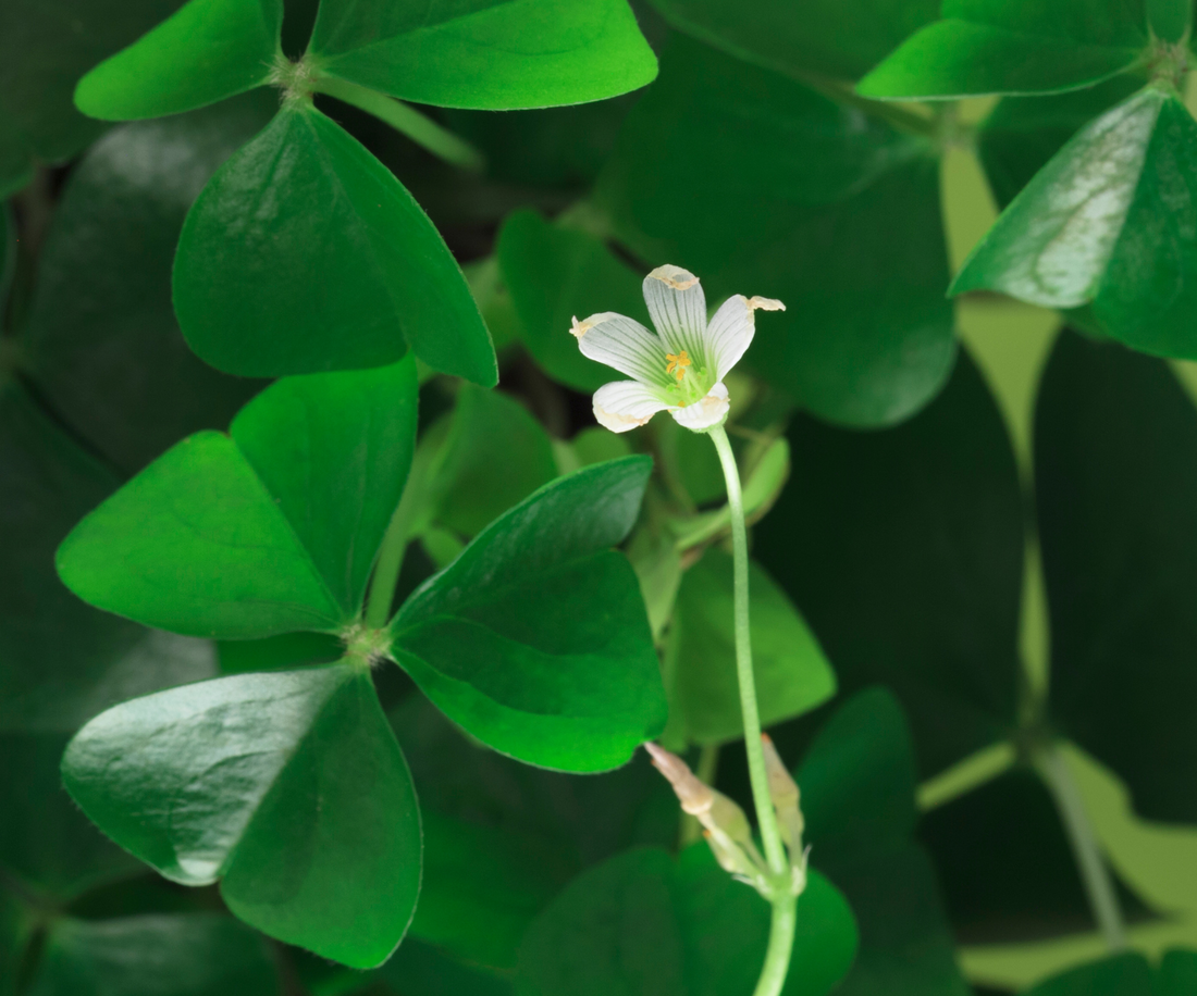 The Lucky Green on St. Patrick's Day: Grow Shamrocks with Organic Magic