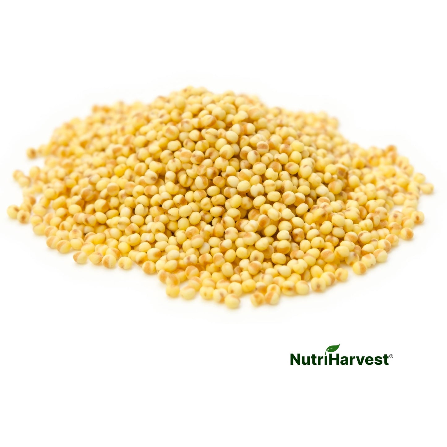 Organic Millet – Nutritious & Versatile